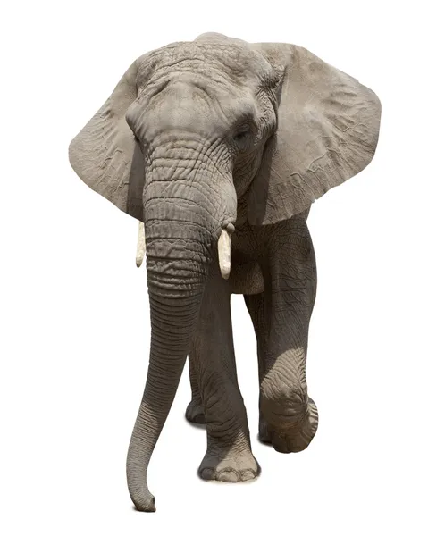 Αφρικανικός ελέφαντας πλησιάζει — Φωτογραφία Αρχείου