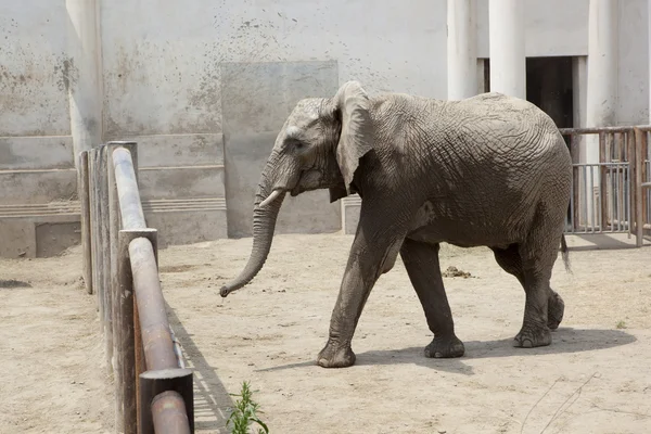 Elefante africano — Foto de Stock