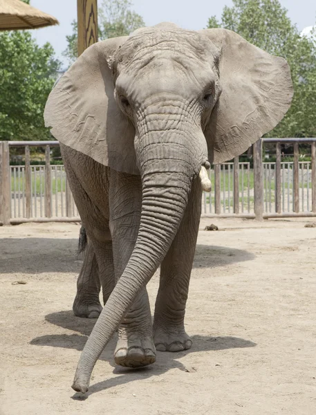 Elefante africano — Fotografia de Stock