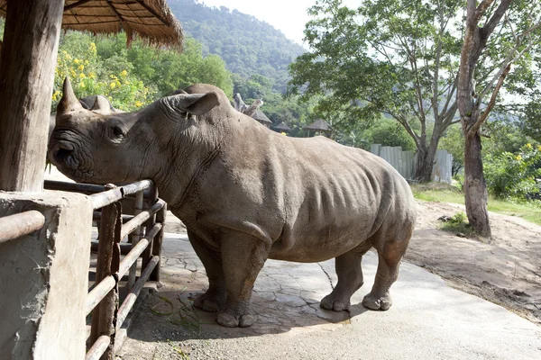 African black rhinoceros — Stock Photo, Image