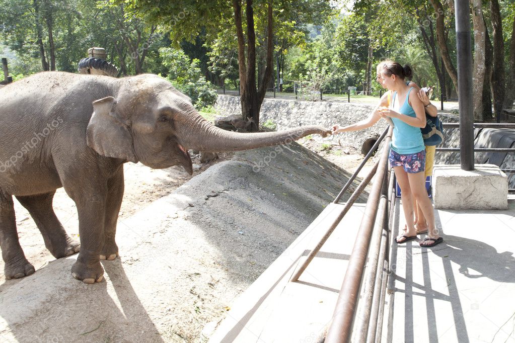Woman feeding elephant