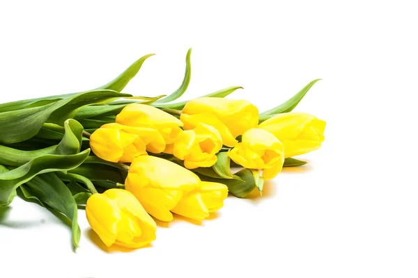 Tulips — Stock Photo, Image