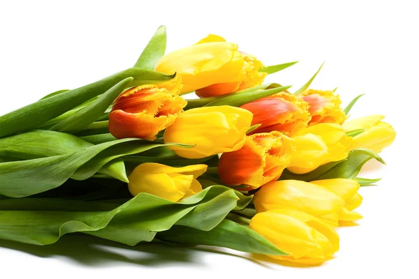 Tulips — Stock Photo, Image