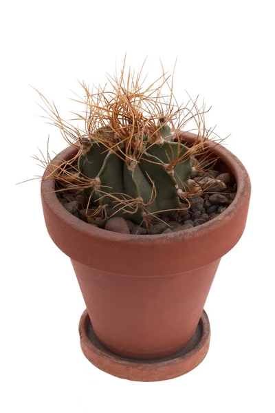 Cactus — Stock Photo, Image