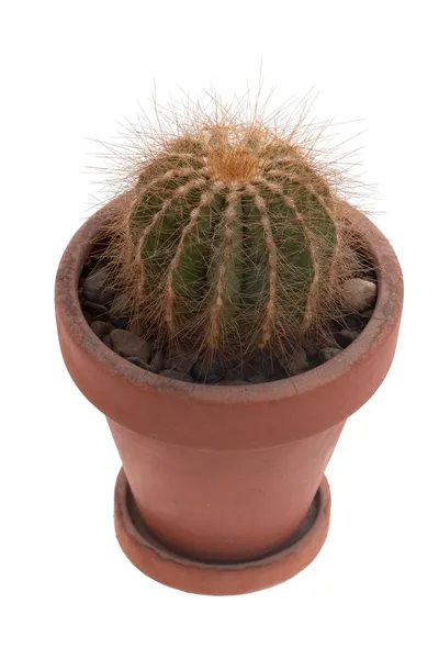 Cactus — Foto Stock