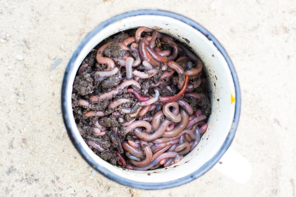 Gusanos rojos en compost —  Fotos de Stock