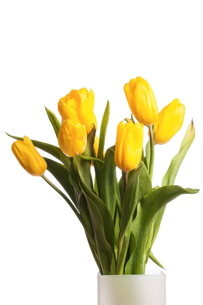 Idylické pulzující tulipány — Stock fotografie