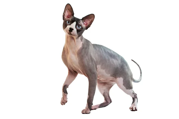 Sphynx hairless cat — Stock Photo, Image