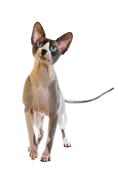 Sphynx haarlose Katze — Stockfoto