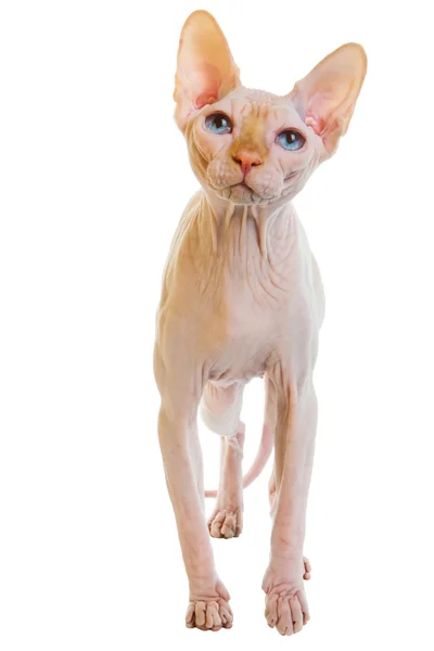 Sphynx hairless cat — Stock Photo, Image