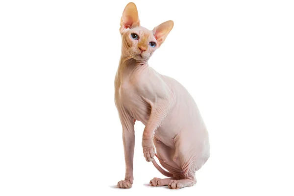 Sphynx hairless cat — Stock Photo, Image