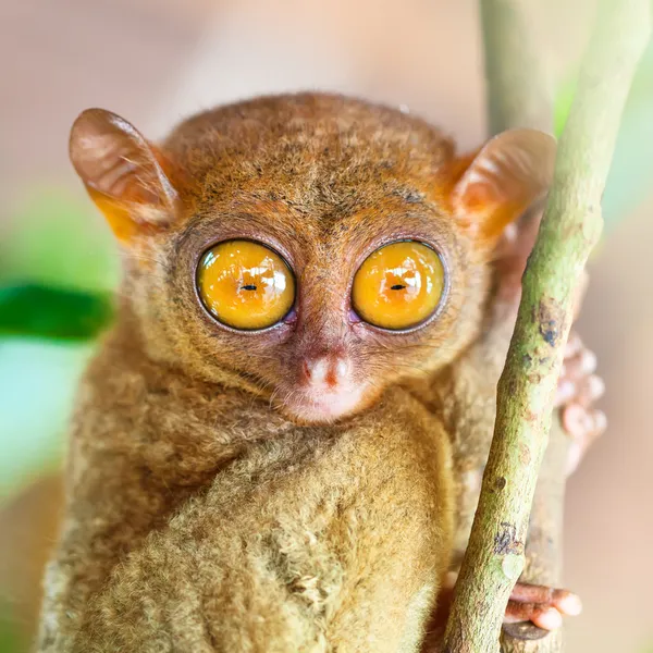 Tarsier de fillipina — Fotografia de Stock