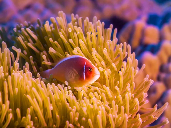 Tropical fish Pink clownfish — Stockfoto