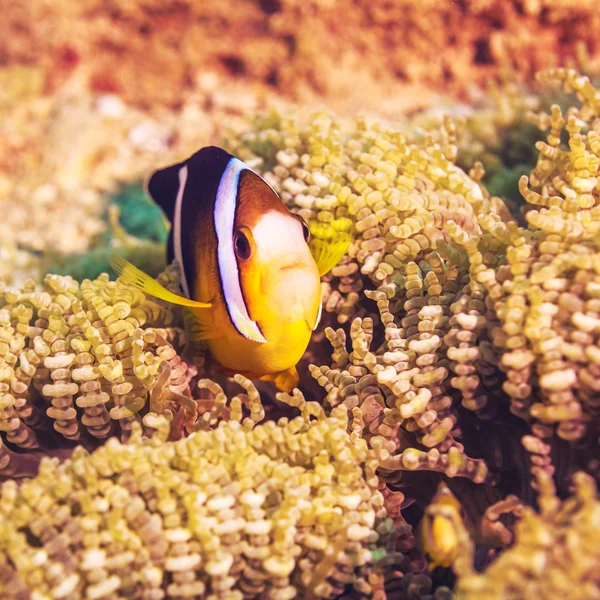 Peixe tropical Palhaço-de-cauda-amarela — Fotografia de Stock