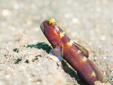 Tropical fish Goby clipart