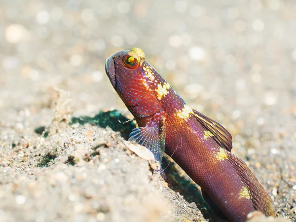 虾虎鱼热带鱼 — 图库照片