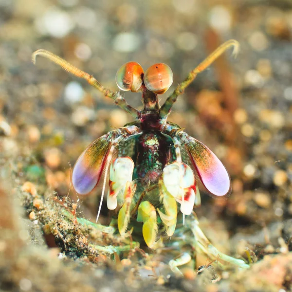 Mantis креветки — стокове фото