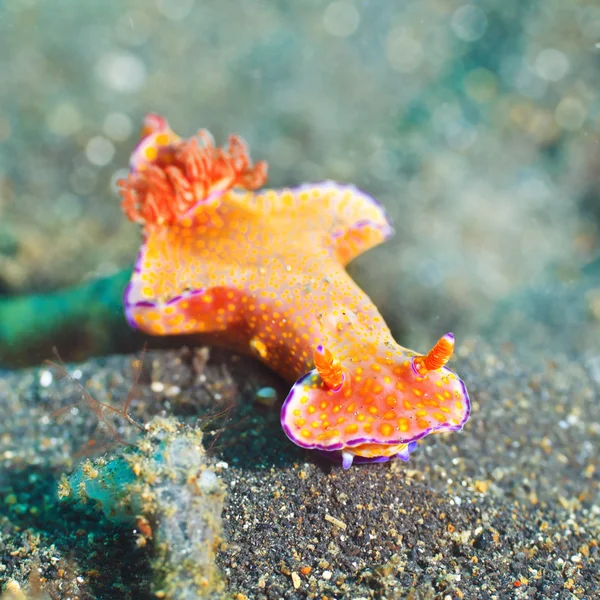Ceratosoma trilobatum nudibranch — Stockfoto