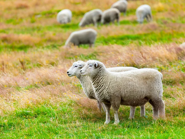 Sheeps — Stock Photo, Image