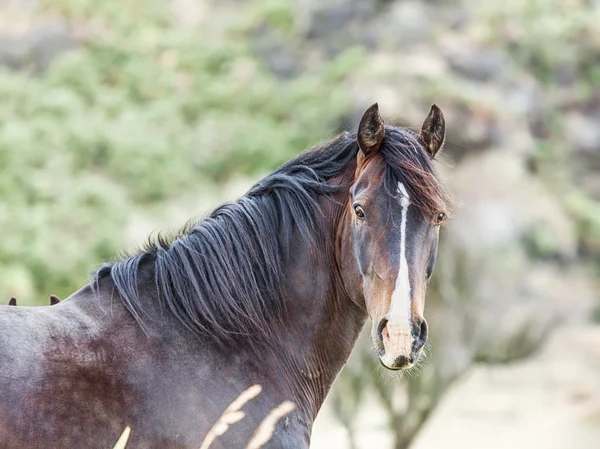 Cavalo — Fotografia de Stock