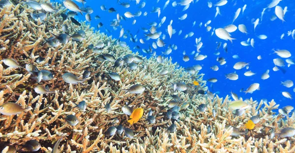 Coral reef panorama — Stockfoto