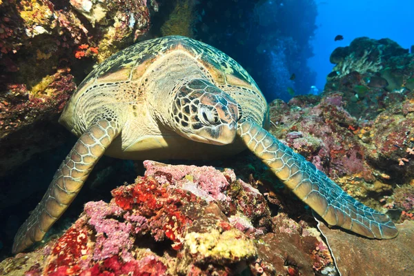 Meeresschildkröte — Stockfoto
