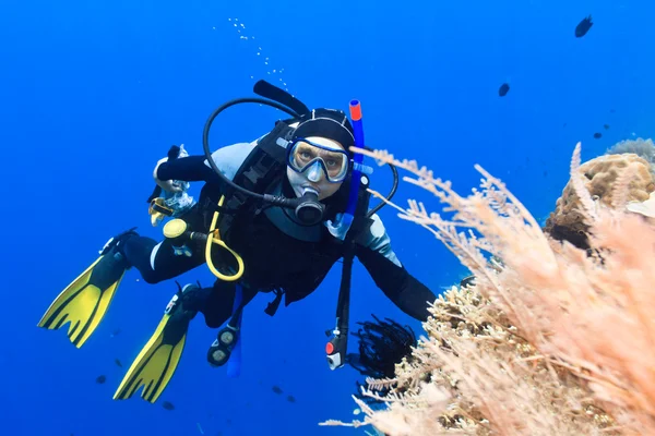 Scuba dalgıcı — Stok fotoğraf