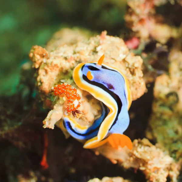 Nudiramas — Foto de Stock