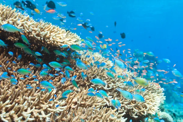 Arrecife de coral — Foto de Stock