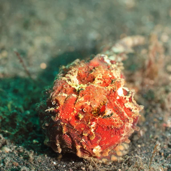 Тропічні риби frogfish — стокове фото