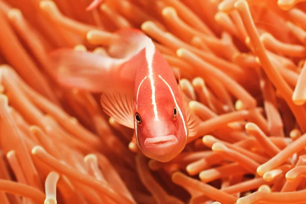 Розовая рыба-клоун — стоковое фото