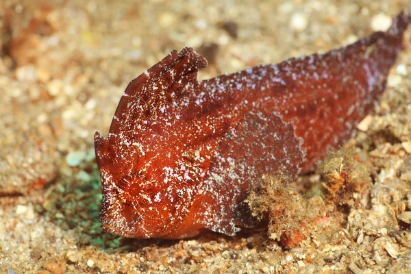 Tropické ryby leaffish — Stock fotografie