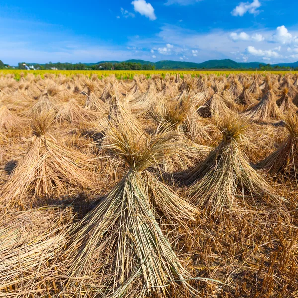 Erntezeit — Stockfoto