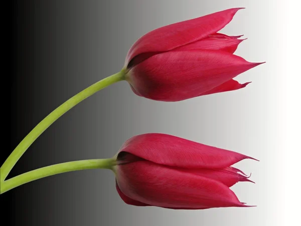 Zwei Tulpen — Stockfoto