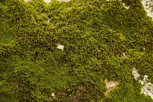 Estrutura de um musgo verde fofo — Fotografia de Stock