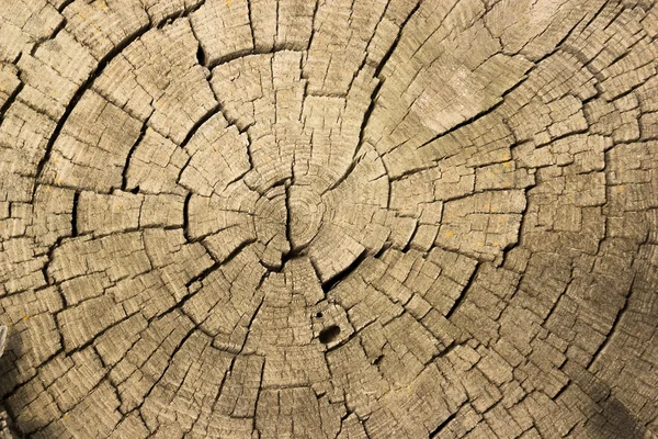 Doku kesilmiş ağaç — Stok fotoğraf