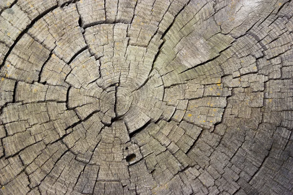 Doku kesilmiş ağaç — Stok fotoğraf