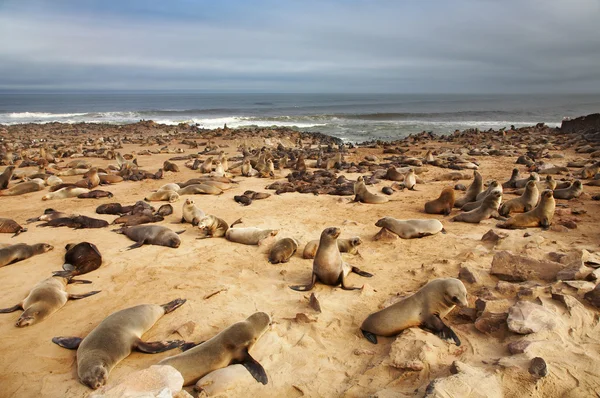 Atlantische zeehonden — Stockfoto