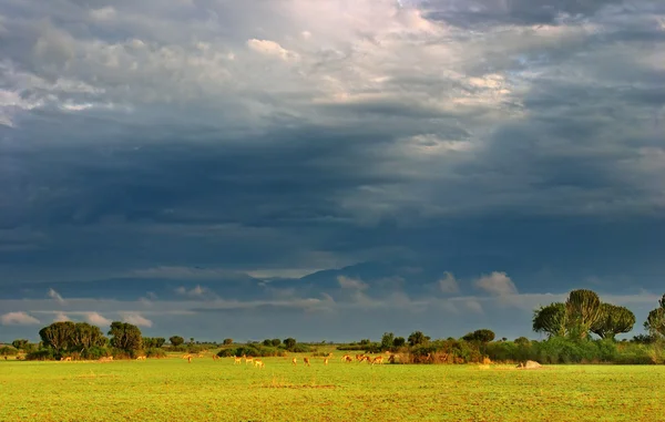 Afrikaanse savanne — Stockfoto