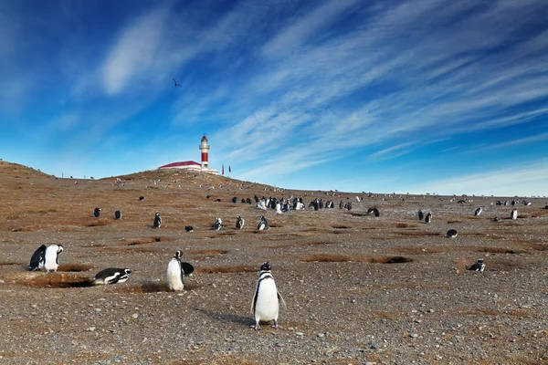 Pingwiny Magellana na wyspie magdalena, chile — Zdjęcie stockowe