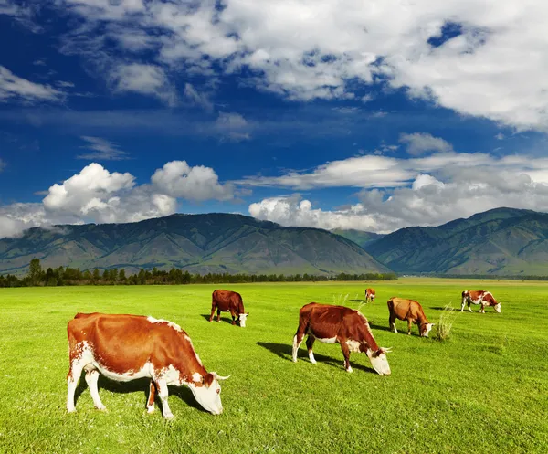 Weidende Kühe — Stockfoto