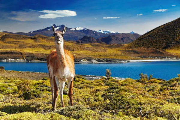 Torres del Paine, Patagonia, Chile — Stock Photo, Image