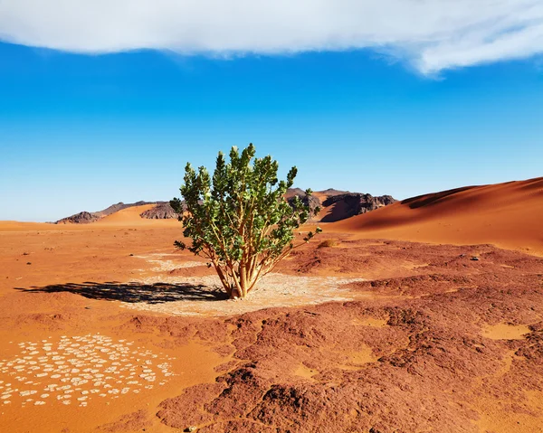 Pustyni Sahara, Algieria — Zdjęcie stockowe