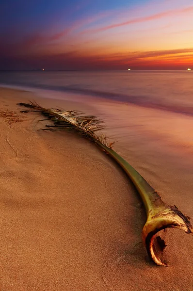 Tropisk strand — Stockfoto