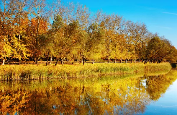 Altın sonbahar — Stok fotoğraf