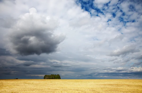 Campos de milho cortados — Fotografia de Stock