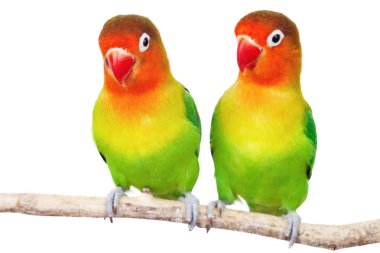 Pair of lovebirds clipart