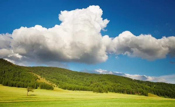 Paesaggio con foresta e cielo blu — Foto Stock