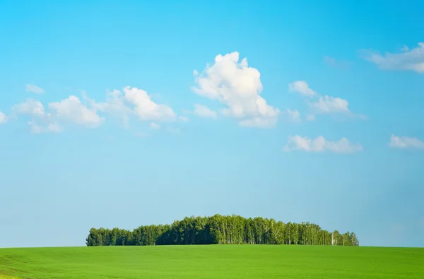 Groen veld en blauwe lucht — Stockfoto