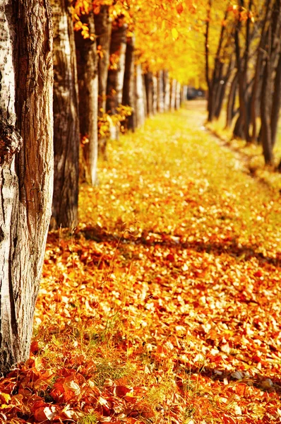 Golden autumn — Stock Photo, Image